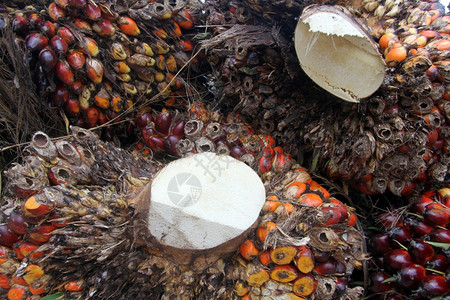 马来西亚棕榈树油水果图片