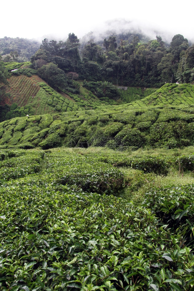 马来西亚卡梅伦高地绿茶种植园图片