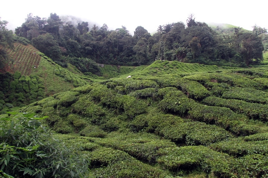 马来西亚卡梅伦高地茶叶种植和森林图片