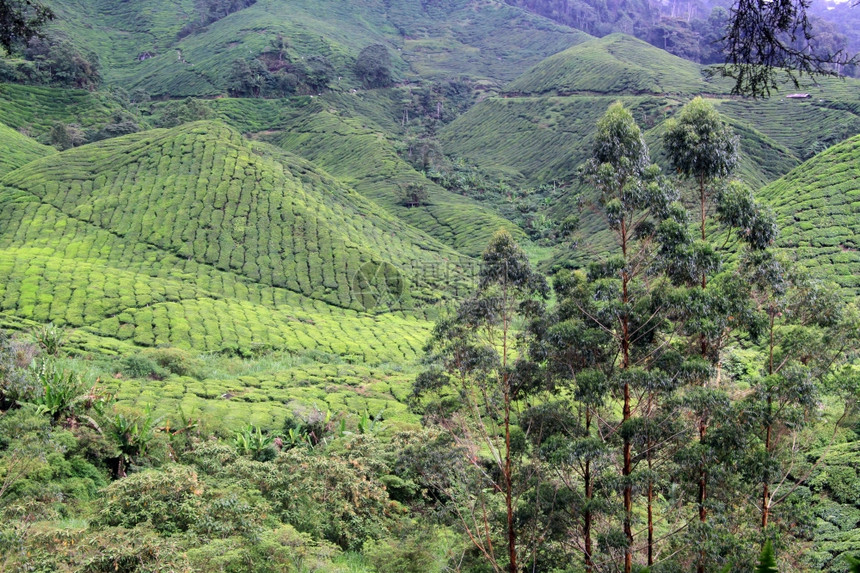 马来西亚卡梅伦高地山丘上的Eucalyptus树木和茶叶种植园图片