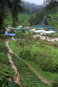 来自马西亚卡梅伦高地茶叶种植园附近村庄的足迹图片