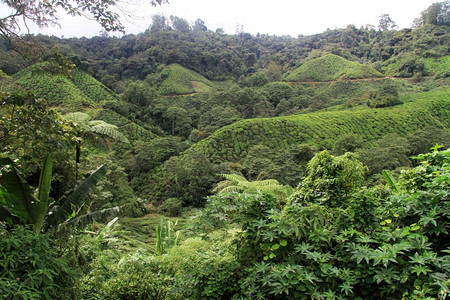马来西亚卡梅伦高地森林和茶叶种植园图片