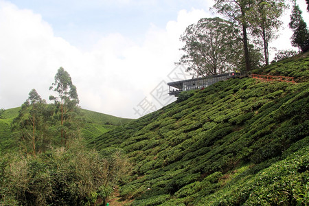 马来西亚卡梅伦高地种植场附近山丘上的茶屋图片