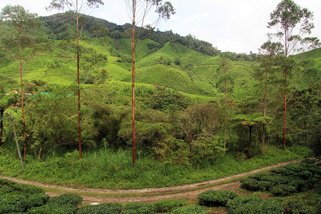 马来西亚Eucalyptus树和茶叶种植园高清图片