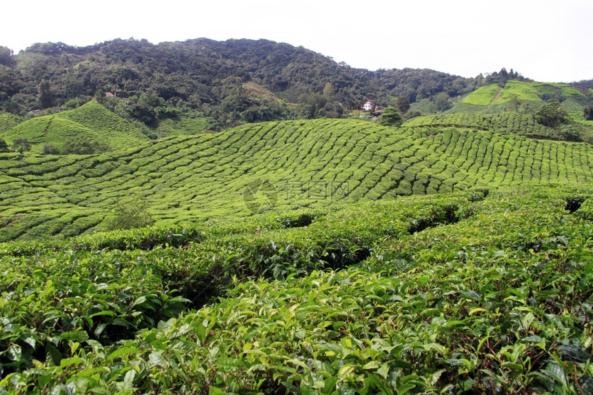 马来西亚卡梅伦高地茶叶种植园图片