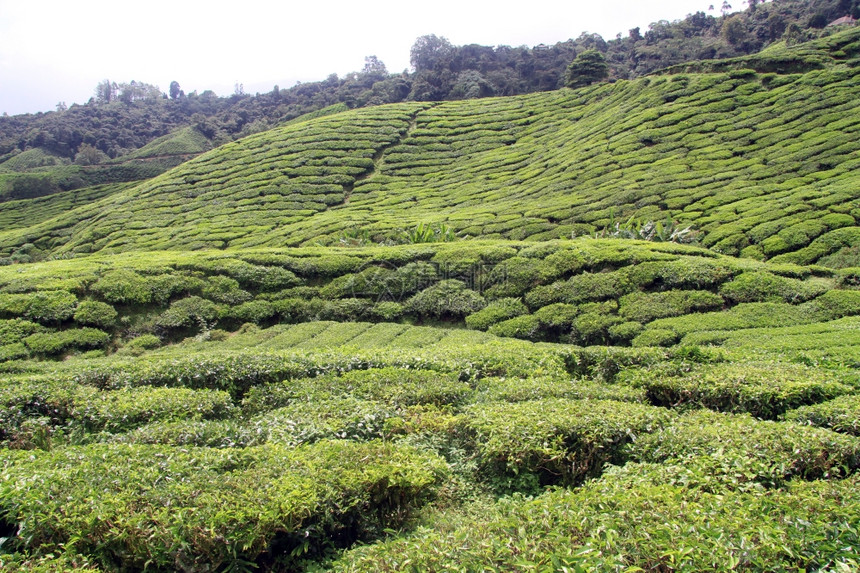 马来西亚卡梅伦高地山坡上的茶叶种植园图片