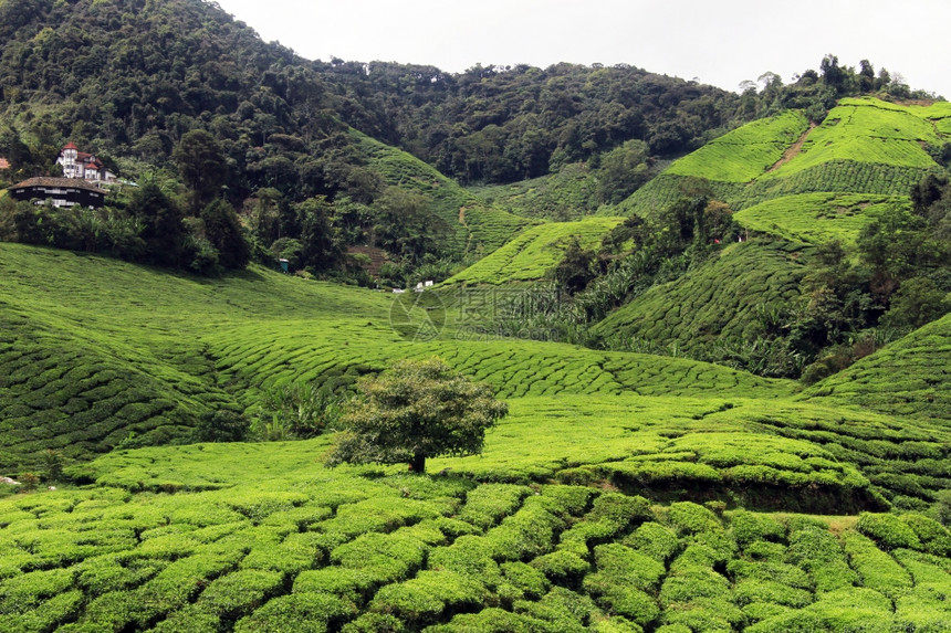 马来西亚茶叶种植园上的房子和树图片