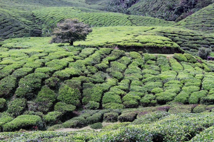 马来西亚卡梅伦高地的树木和茶叶种植图片