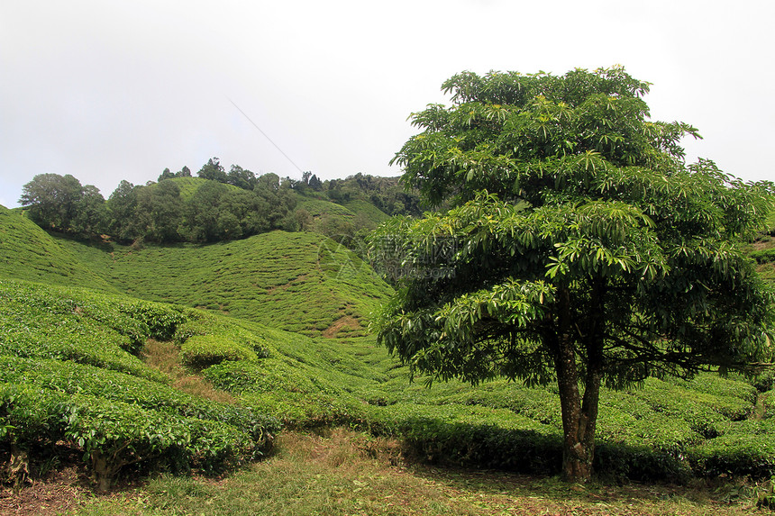 马来西亚卡梅伦高地大树和茶叶种植园图片