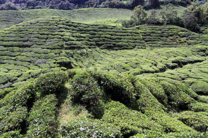 马来西亚山上的茶叶种植园图片