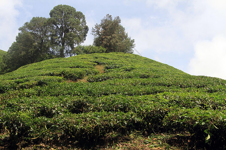 山上种植茶叶图片