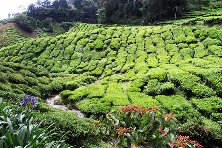 马来西亚Ravine和茶叶种植园图片
