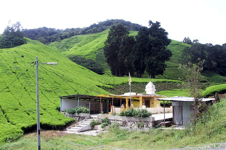 马来州茶叶种植园附近的印度教庙宇图片