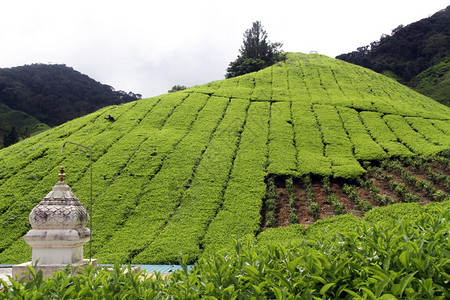 马来西亚印度教寺庙和茶叶种植园图片