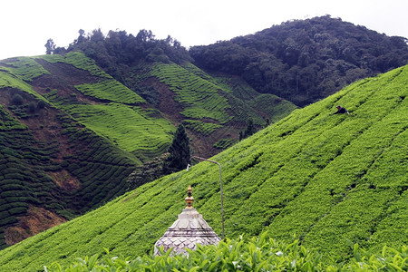 马来西亚茶叶种植园的印度教寺庙图片