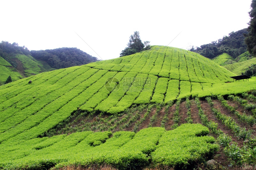 马来西亚山坡上的茶叶种植园图片