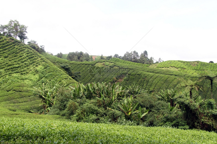 马来西亚棕榈树和茶叶种植图片