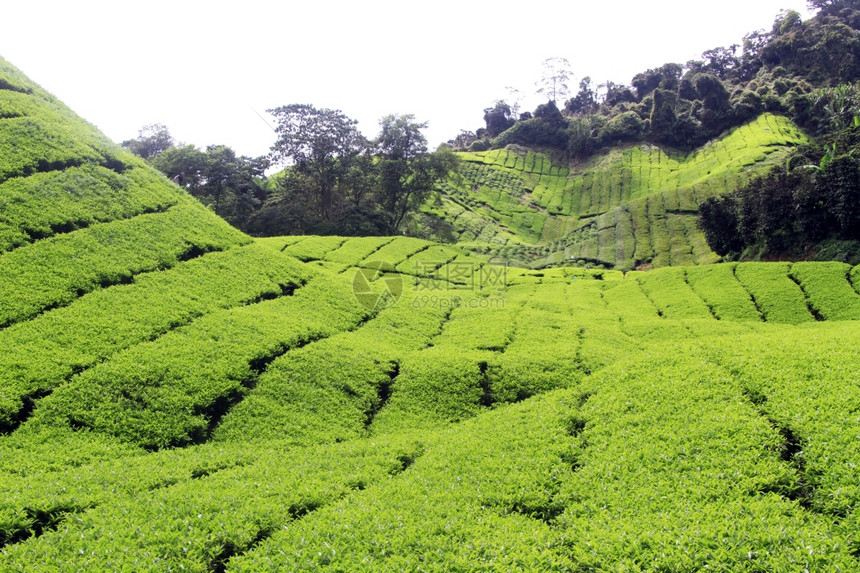马来西亚茶叶种植园新绿图片