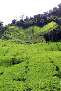 马来西亚茶叶种植园的新鲜绿叶图片