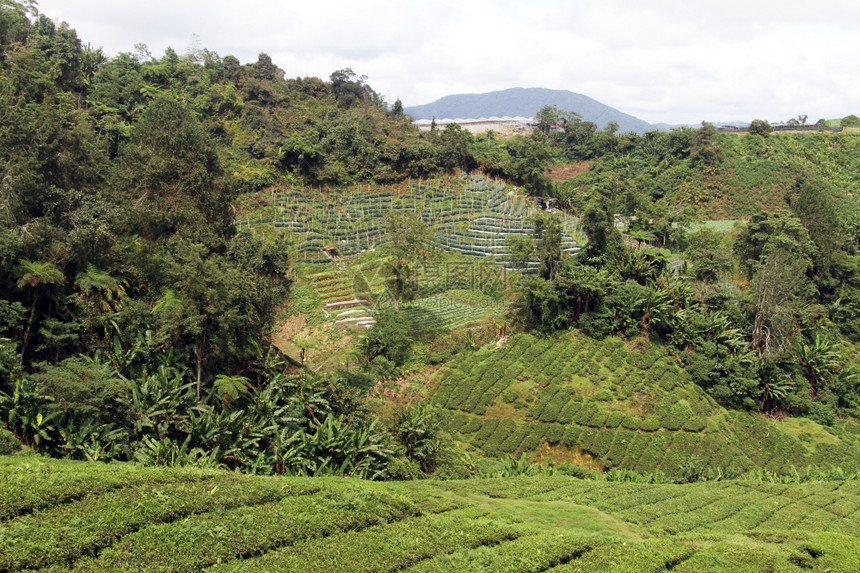 马来西亚卡梅罗高地森林和茶叶种植图片