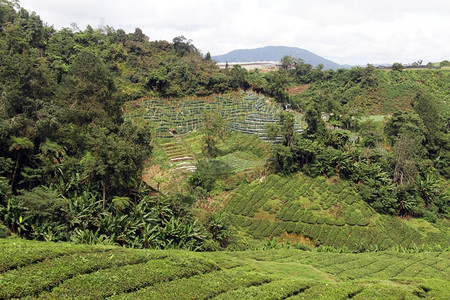 马来西亚卡梅罗高地森林和茶叶种植图片