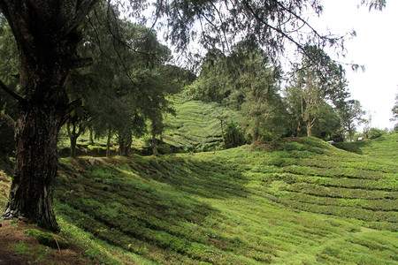马来西亚道路和茶叶种植图片