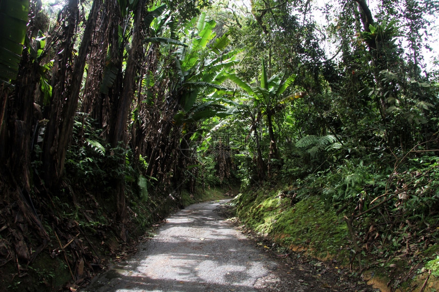 马来西亚热带森林道路图片