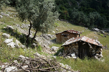 土耳其斜坡上的石屋和橄榄树图片