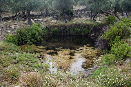 土耳其果园中的小池塘和橄榄树图片