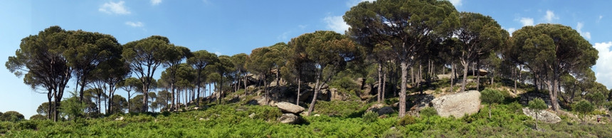 土耳其山丘上的伞状松树林图片