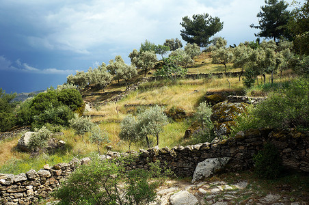 土耳其山坡和黑暗天空上的橄榄树高清图片