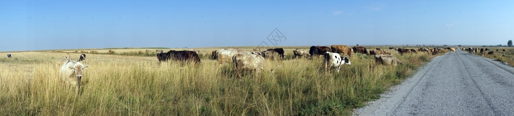 土耳其的牛和沥青路图片