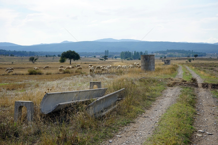 土耳其的泥路和羊图片