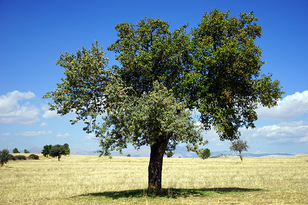孤单的树在农田上土耳其图片