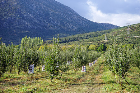 土耳其Egirdir附近苹果园的收获图片