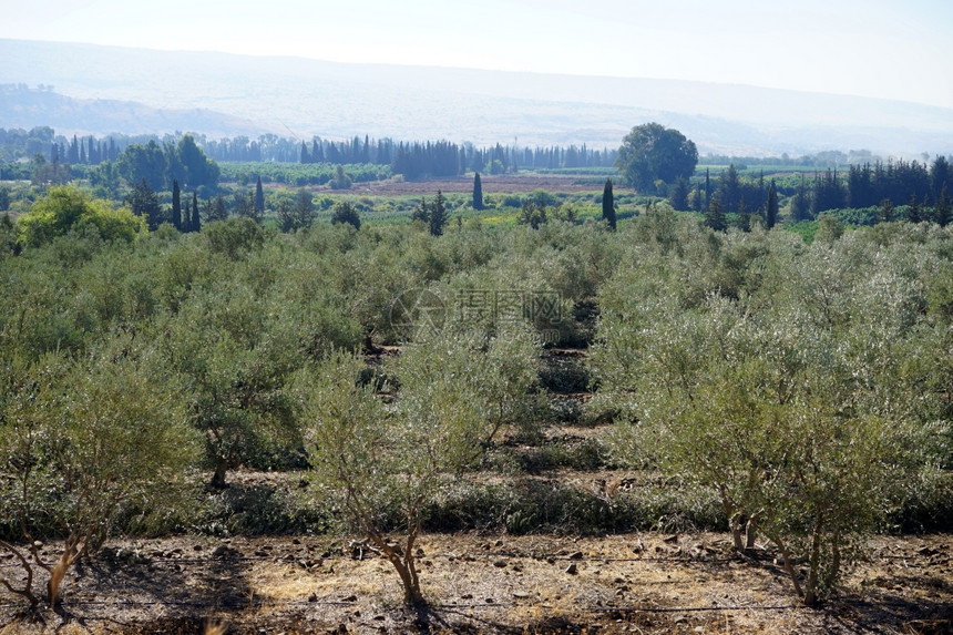 以色列KibutzDan的橄榄树图片