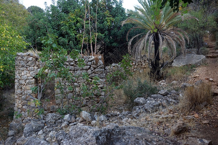以色列纳哈勒阿穆德旧磨和棕榈树的废墟图片
