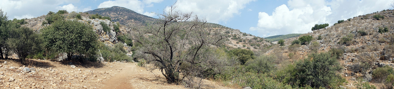 以色列纳哈勒阿穆德的树木和土路图片