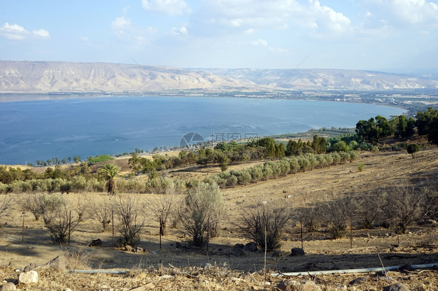 以色列Kinneret湖岸上的果园图片