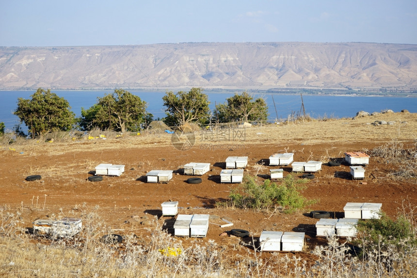 以色列Kinneret湖岸上的蜂巢图片