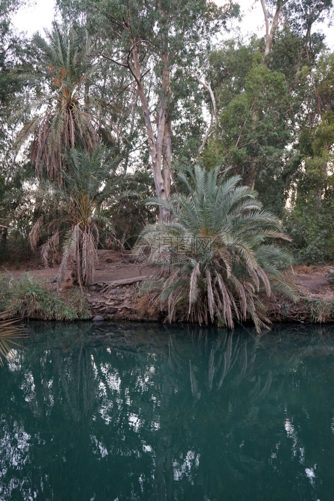 以色列约旦河沿岸的棕榈树图片