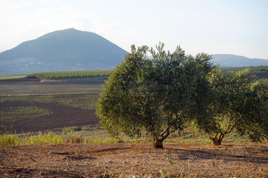 以色列橄榄树林和Tavor山图片