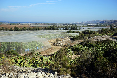 以色列地中海沿岸的香蕉种植园图片