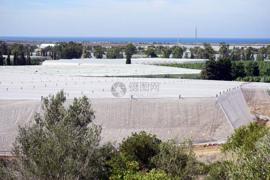 以色列的大型塑料温室和树木图片