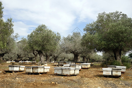 以色列的蜂和橄榄树图片