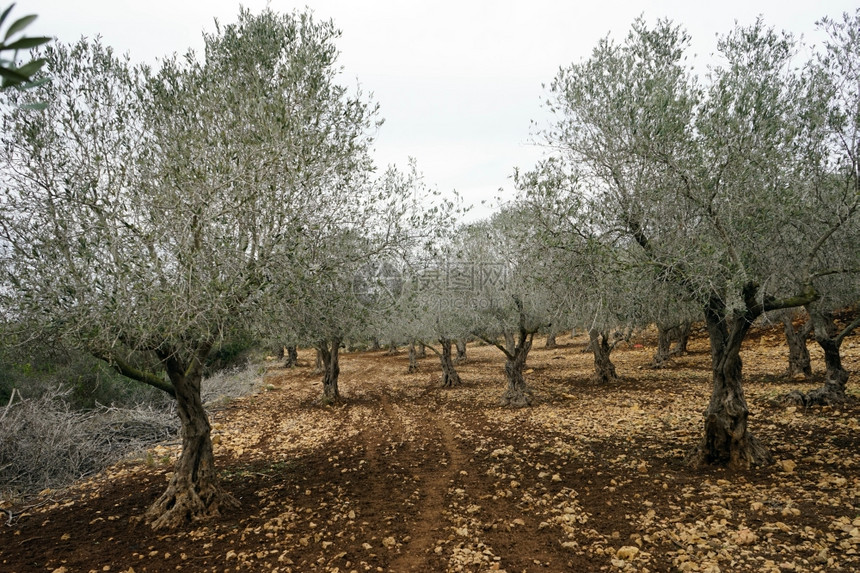 Isrsael橄榄果园的足迹图片