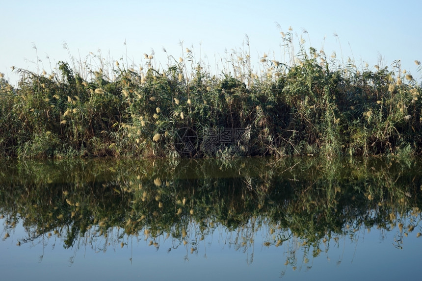 以色列纳哈尔亚历山大公园河水中的甘蔗倒影图片