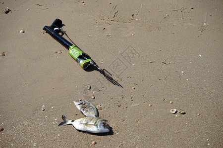 水和沙上两条鱼Isrsel图片