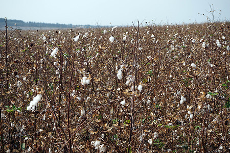 以色列秋季棉花田图片