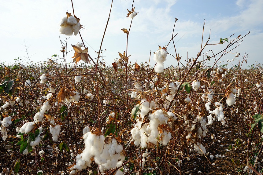 以色列种植园的棉花图片